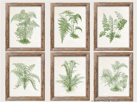 Ferns Wall Art Botanical Art Antique Fern Prints Set of 6