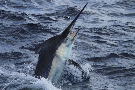 Black Marlin | South West Rocks | Wildside Sportfishing