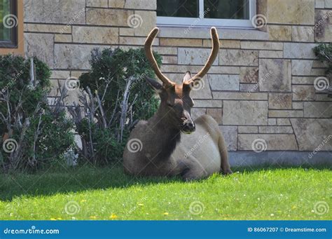 Spike bull in velver stock image. Image of lying, resting - 86067207