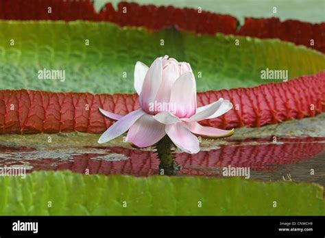 giant water lily, Amazon water lily (Victoria amazonica, Victoria regia ...