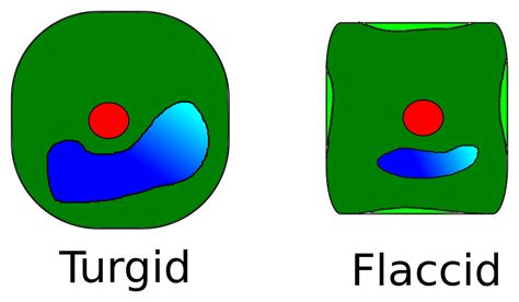 Difference Between Turgor Pressure and Wall Pressure | Compare the ...