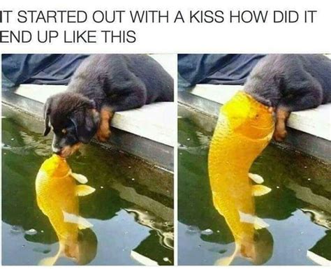 It was only a kiss | Funny animals, Cute animals, Cute baby animals