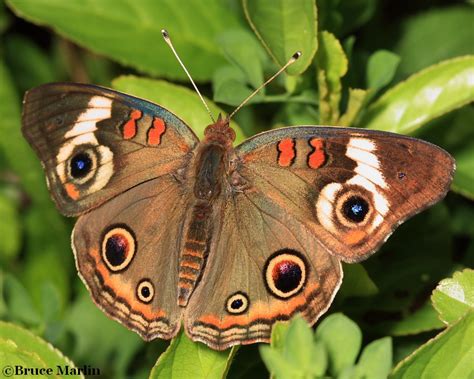 Buckeye Butterfly - Junonia coenia