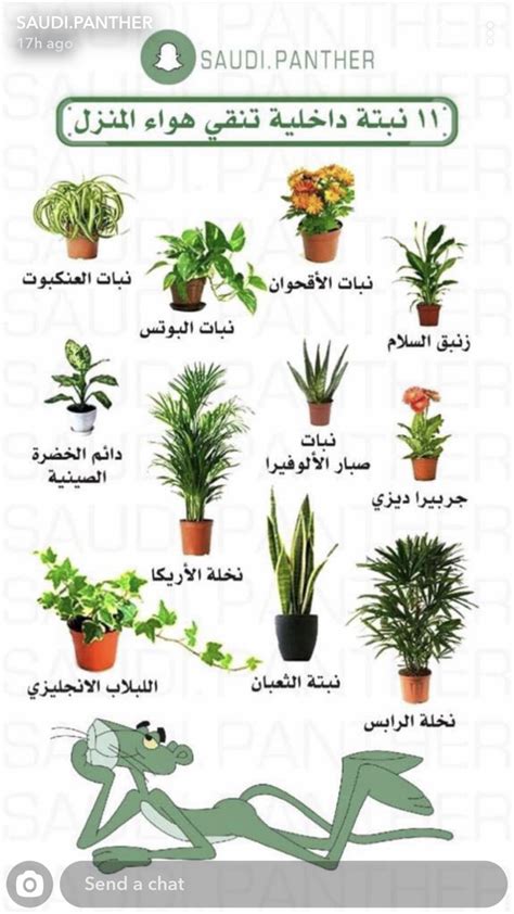 Flowering House Plants, House Plants Decor, House Plants Indoor, Plant ...