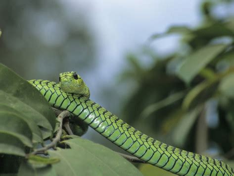 Boomslang Facts and Pictures | Reptile Fact