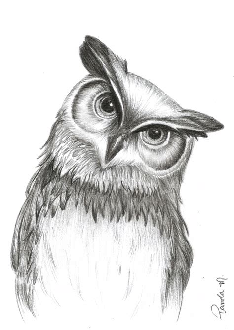 owl drawing realistic #owl #drawing owl drawing & owl drawing simple & owl drawing cute & owl ...