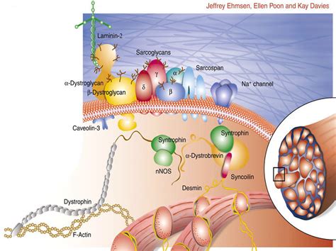 Dystrophin protein - Exon skipping