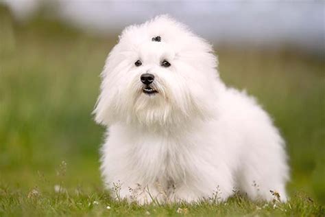 21 Cutest Small and Fluffy Dogs - PetHelpful
