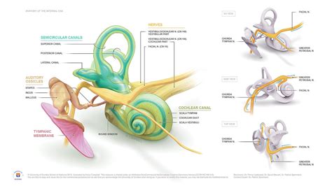 Anatomy of the Inner Ear and Facial Nerve by Annie Campbel… | Flickr