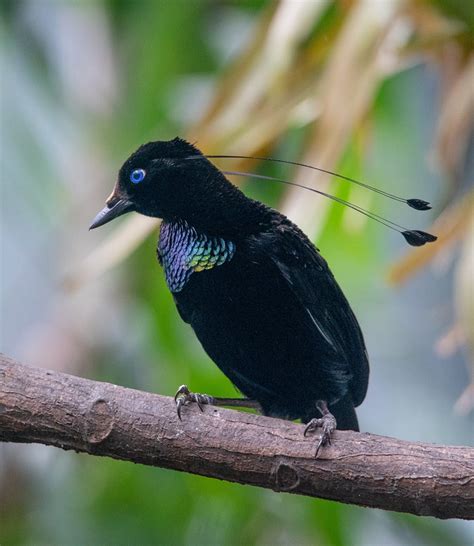 Alfred Wallace and the Papuan Birds of Paradise