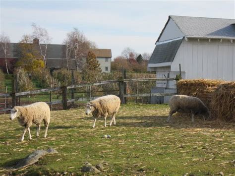 Sheep at Brooksby Farm, a historic farm managed by the City of Peabody ...