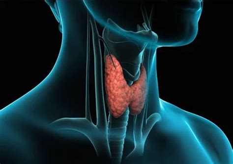 Ultrasound of Thyroid Neck Salivary Gland Lymph nodes in Jamnagar | ID ...