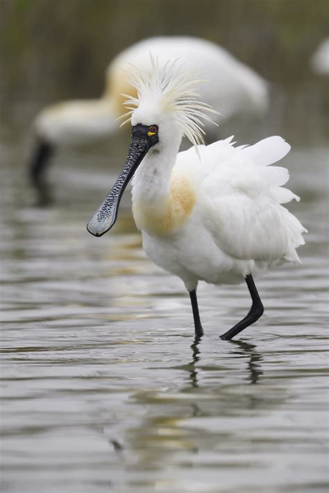 Do you know the names of these rare birds found in China? - CGTN