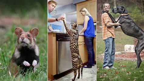 Prodigious pets: five of the world's biggest domestic animals ...