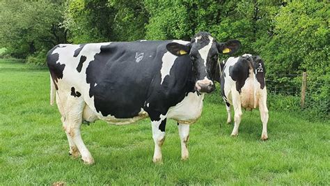 Selecting cows for milk solids improves Sussex dairy's yield - Farmers ...