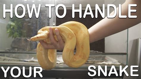 HOW TO HANDLE YOUR SNAKE (For beginners) - YouTube