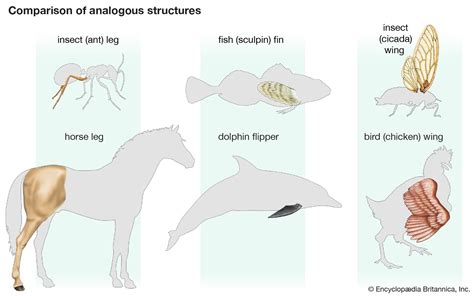 Which Of These Are Homologous Structures