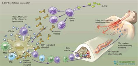 Granulocyte Colony-Stimulating Factor G-CSF Stimulation