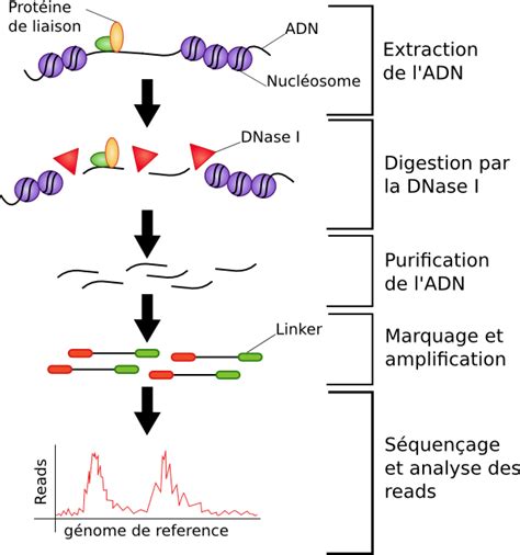 DNase-seq, FAIRE-seq, ChIP-seq, trois outils d'analyse de la régulation ...