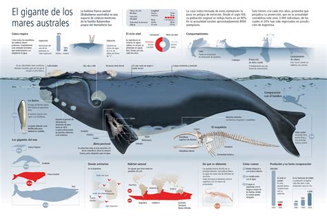 Gentle Giants: Southern Right Whale