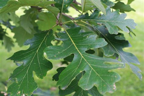 Bur Oak leaf — Ontario Native Plant Nursery | Container Grown | (705)466-6290