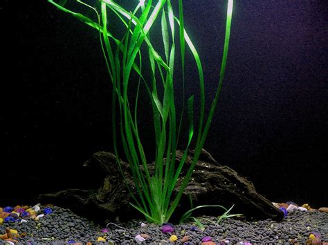 10 Species Aquarium Plant Bundle – Easy Freshwater Plants – AquaLeaf Aquatics – Aqua Leaf Aquatics