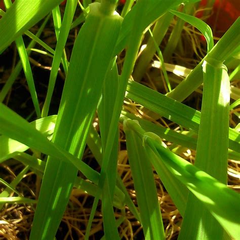 Phalaris brachystachys | 'Shortspike Canarygrass' | Seed - Freaky Cacti