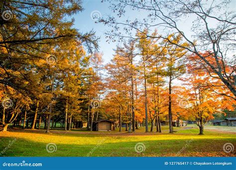 Fall Autumn Leaves on Trees in Japan Stock Image - Image of light, colored: 127765417