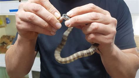 Hand Feeding a Baby Tiger Snake - baby tiger snakes feeding in Melbourne - YouTube