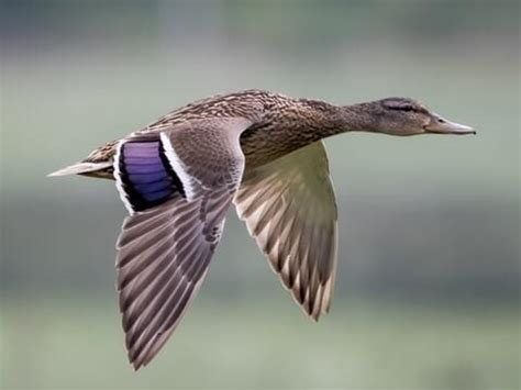 Female Mallard Duck Flying