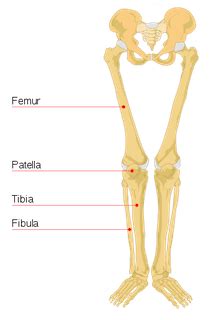 Leg Bones Anatomy, Names & Diagram | Leg & Foot Bones - Video & Lesson Transcript | Study.com