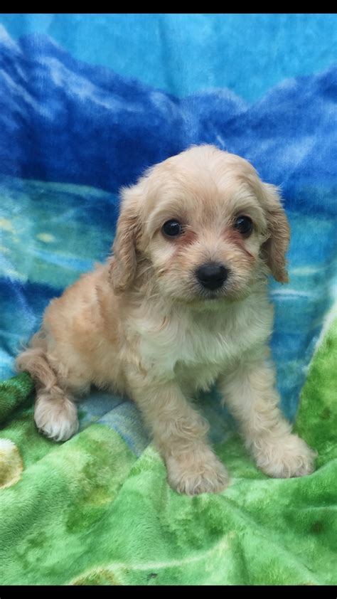 Cavapoo Puppies For Sale | Jeffersonville, IN #280154