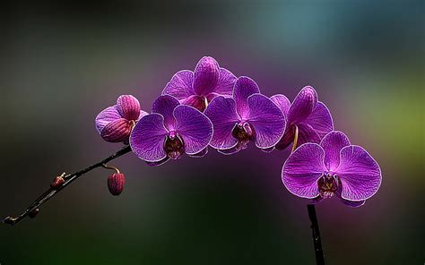 Flowers, orchids, purple, HD wallpaper | Wallpaperbetter