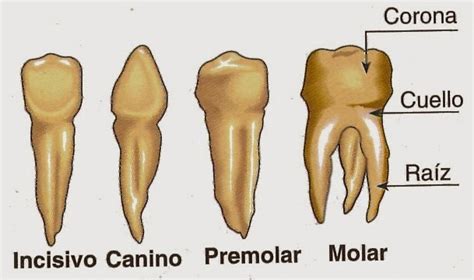 Cuidados odontológicos: TIPOS DE DIENTES: