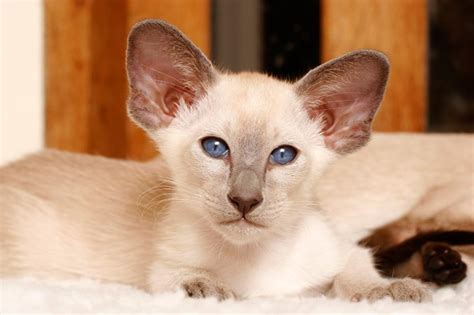 Siamese cat breed information and advice - Your Cat