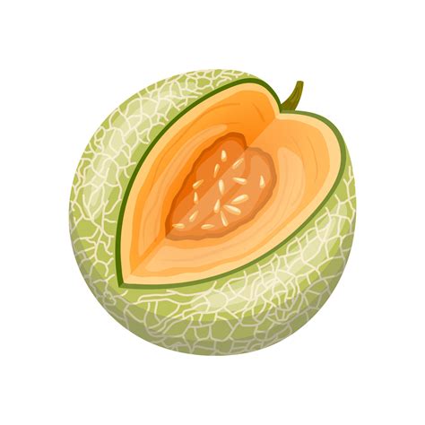 melon cantaloupe cartoon vector illustration 17407167 Vector Art at ...