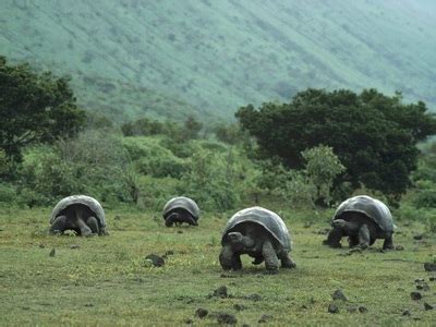 Galapagos Tortoise - Evolution PBL