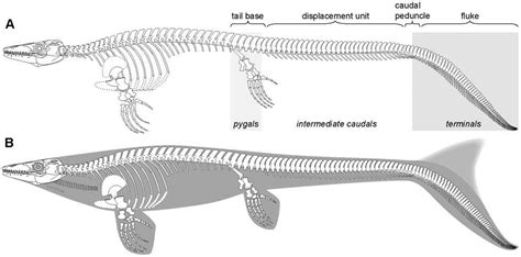 Fossilguy.com: Mosasaur Facts and Information - The Great Marine Reptiles of the Cretaceous