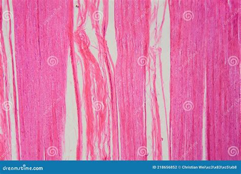 Human Nerve Cell Under Microscope