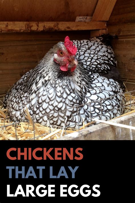 Top 5 Breeds Of Chickens That Lay LARGE Eggs - The Hen's Loft | Egg ...