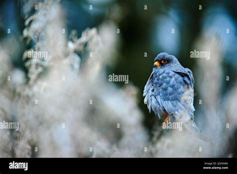 Red-footed Falcon, Falco vespertinus, sitting on branch with nature ...