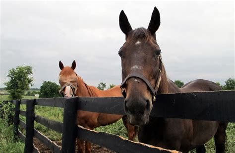 Zippy Chippy Is a Horse That Enjoys the Spoils of Defeat - The New York ...