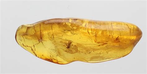 Baltic Amber Sample with Fossils - CharityStars