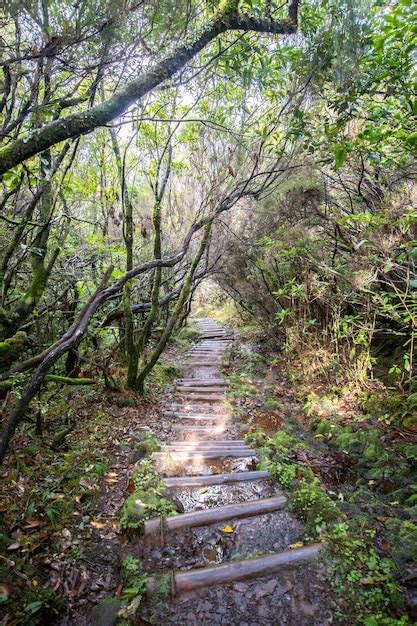 Premium Photo | Fanal forest in madeira