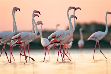 Where to Spot Flamingos in Sardinia - 🏖️Sardinian Beaches