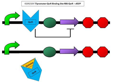 Team:HSNU-TAIPEI/Project/Benzo a pyrene - 2015.igem.org