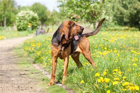 10 Best Bloodhound Breeders (2024): Our Top 10 Picks!