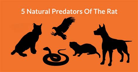 5 Natural Predators Of The Rat | Automatic Trap Company