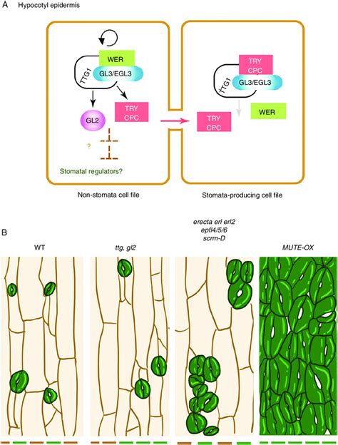 Hypocotyl epidermal patterning and its role in stomatal development ...