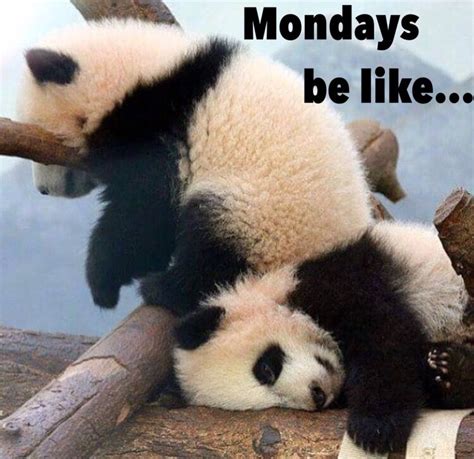 Funny goofy cute silly but understandable baby panda meme regarding Monday || Not such a bad ...